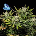 C99 x Blueberry Schnell Feminisiert Saatgut