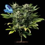 C99 x Blueberry Schnell Feminisiert Saatgut