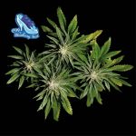 C99 x Blueberry Schnell Feminisiert Saatgut