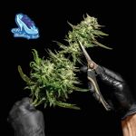 C99 x Blueberry Schnell Feminisiert Saatgut