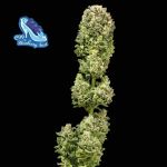 C99 x Blueberry Schnell Feminisiert Saatgut