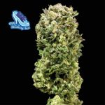 C99 x Blueberry Schnell Feminisiert Saatgut