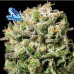C99 x Blueberry Schnell Feminisiert Saatgut