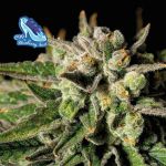 C99 x Blueberry Schnell Feminisiert Saatgut