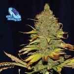C99 x Blueberry Schnell Feminisiert Saatgut