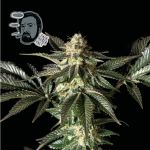 Jack Herer Szybko Feminizowany Nasiona