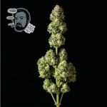 Jack Herer Szybko Feminizowany Nasiona