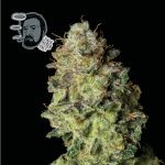 Jack Herer Szybko Feminizowany Nasiona
