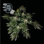 Jack Herer Szybko Feminizowany Nasiona