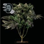 Jack Herer Szybko Feminizowany Nasiona