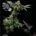 Jack Herer Szybko Feminizowany Nasiona