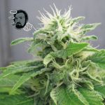 Jack Herer Szybko Feminizowany Nasiona
