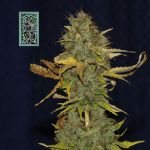 White Widow Schnell Feminisiert Saatgut