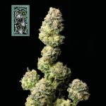 White Widow Schnell Feminisiert Saatgut