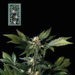 White Widow Schnell Feminisiert Saatgut