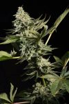 PARA-GLSTARZ-FEM