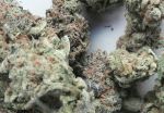 Jack the Ripper Feminised Seeds - 5