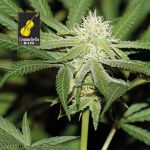 Lemonchello Haze Feminizowany Nasiona