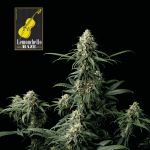 Lemonchello Haze Feminizowany Nasiona