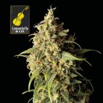 Lemonchello Haze Feminizowany Nasiona