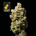Lemonchello Haze Feminizowany Nasiona