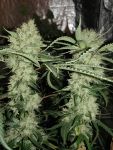 Strawberry Banana Grape Feminisiert Saatgut