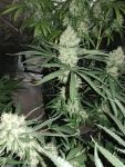 Strawberry Banana Grape Feminisiert Saatgut