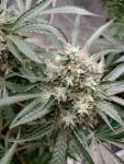 Strawberry Banana Grape Feminisiert Saatgut
