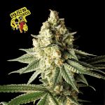Badazz OG Cheese Feminizowany Nasiona