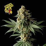 Badazz OG Cheese Feminizowany Nasiona
