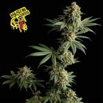 Badazz OG Cheese Feminizowany Nasiona