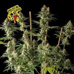 Badazz OG Cheese Feminizowany Nasiona