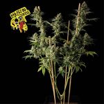 Badazz OG Cheese Feminizowany Nasiona