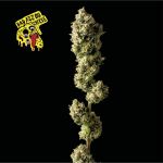 Badazz OG Cheese Feminizowany Nasiona