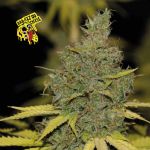 Badazz OG Cheese Feminizowany Nasiona