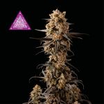 Critical Purple Kush Feminizowane Nasiona