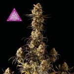 Critical Purple Kush Feminizowane Nasiona