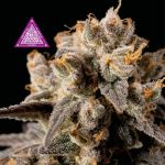 Critical Purple Kush Feminizowane Nasiona
