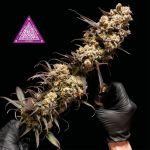 Critical Purple Kush Feminizowane Nasiona