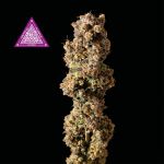 Critical Purple Kush Feminizowane Nasiona