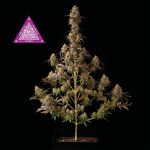 Critical Purple Kush Feminizowane Nasiona