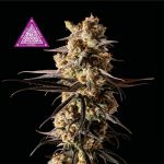 Critical Purple Kush Feminizowane Nasiona