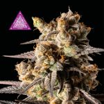 Critical Purple Kush Feminizowane Nasiona