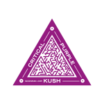 Critical Purple Kush Feminizowane Nasiona