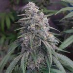 Bubba Kush Feminised Seeds