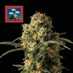 Seedsman OG Kush Auto Feminised cannabis strain