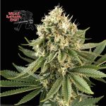 Bruce Banger Fast Feminized Seeds