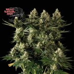 Bruce Banger Fast Feminized Seeds
