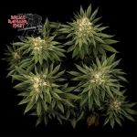 Bruce Banger Fast Feminized Seeds