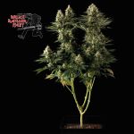 Bruce Banger Fast Feminized Seeds